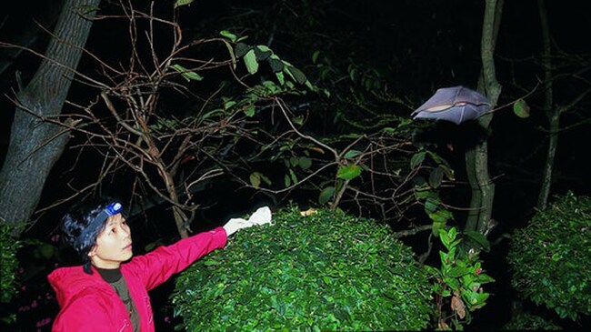 How Xi Jinping Ate Bats And Muzzled Bat Woman