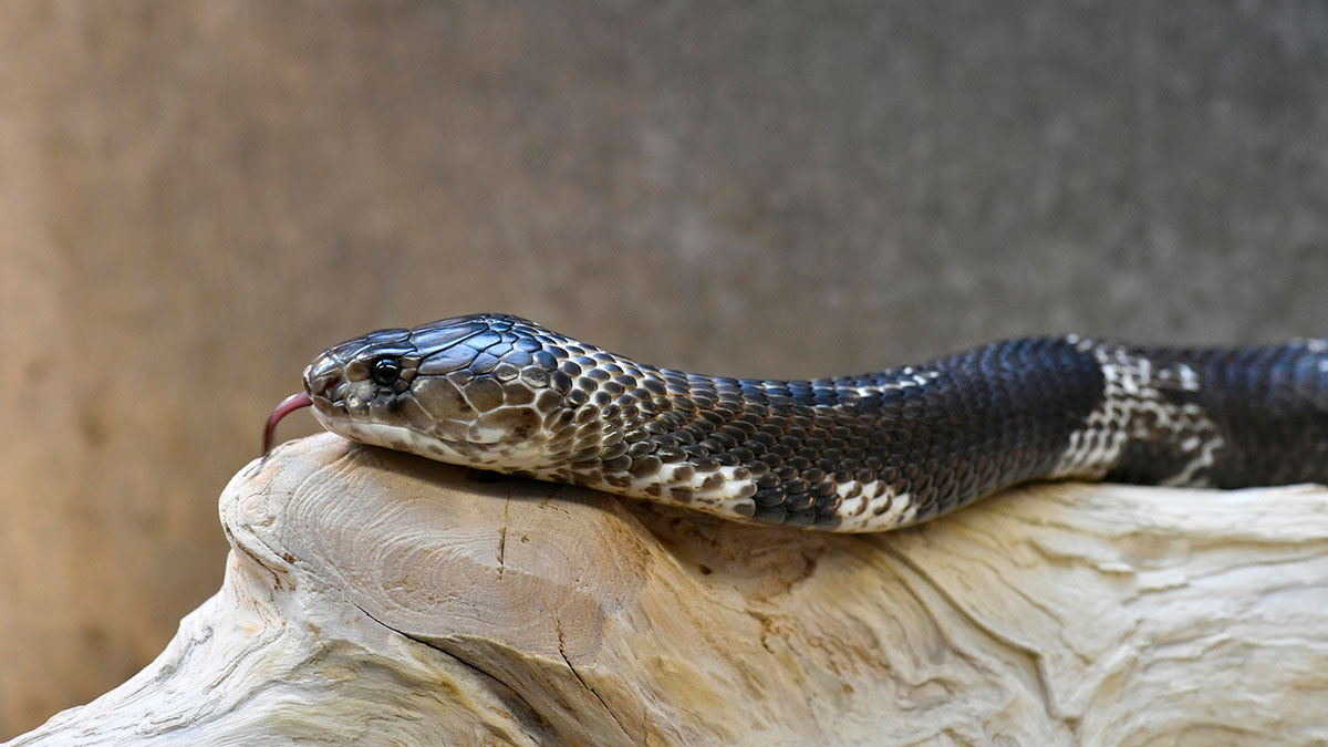 Rajasthan's Snake Man dies after cobra bite. How do snakebites kill humans?