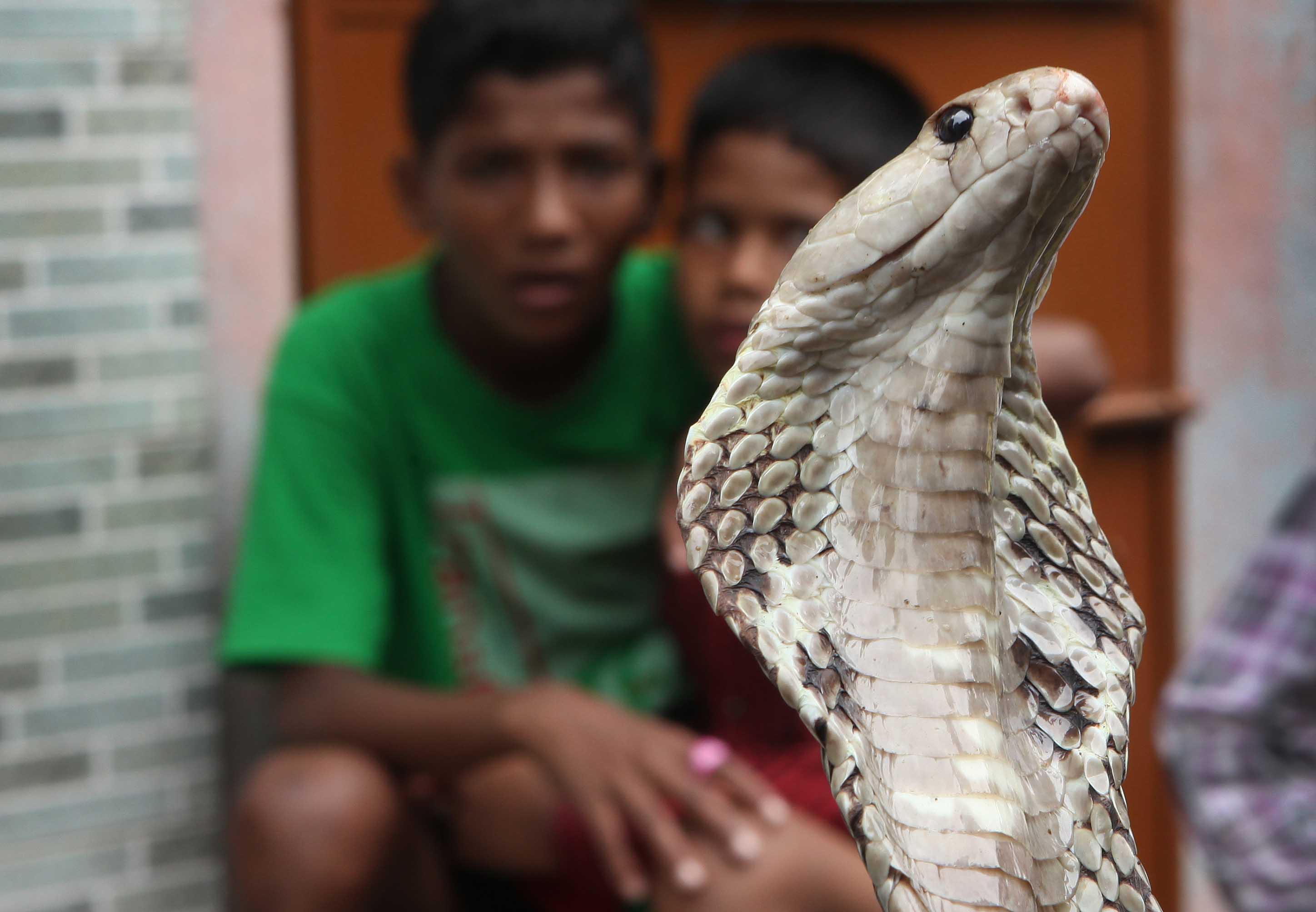 Rajasthan's Snake Man dies after cobra bite. How do snakebites kill humans?