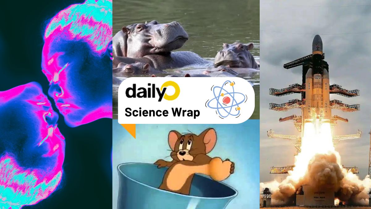 Science Wrap Mice tell us about anxiety, psychedelics as anti