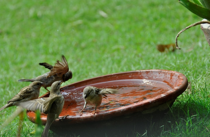 indian_silverbills_p_052315014758.jpg indian_silverbills_p_052315014758.jpg