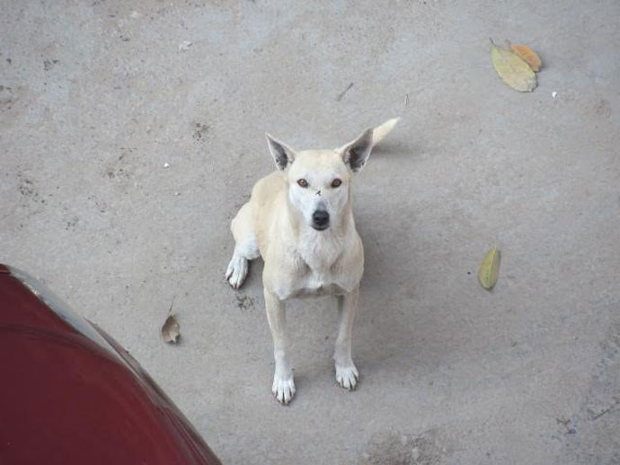 Why Do Dogs Try To Climb On You