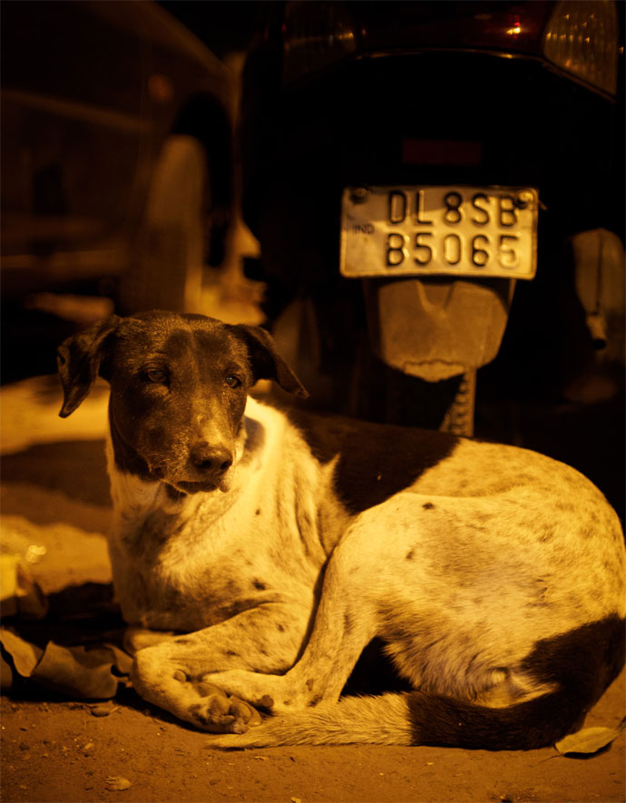 Stray animal facts picture