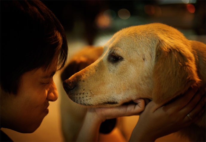 Helping stray animals essay image