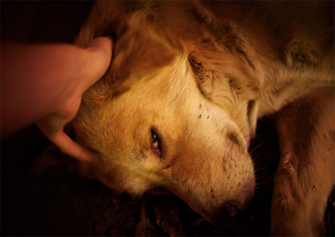 Be kind to stray animals picture