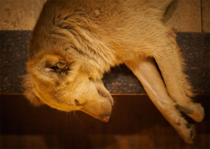 Essay stray animals image