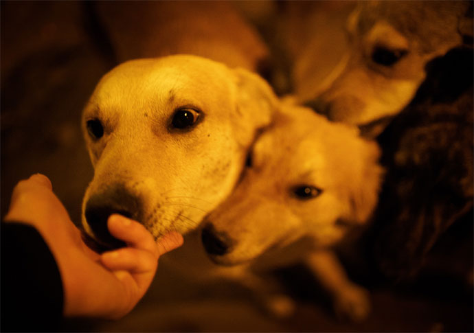 Helping animals essay image