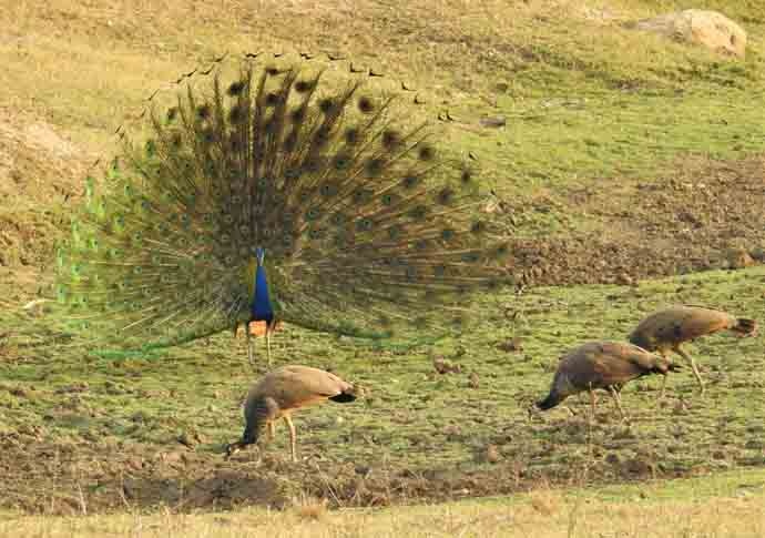 peacock-wooing-1_050518020126.jpg