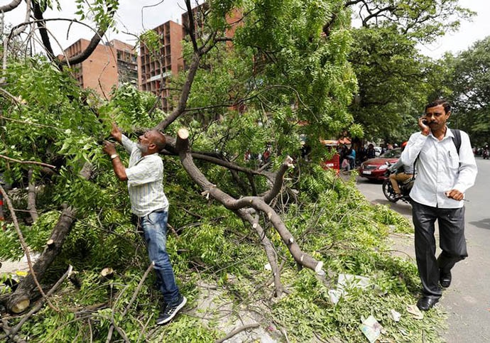 reuters-tree-1_050818022919.jpg reuters-tree-1_050818022919.jpg