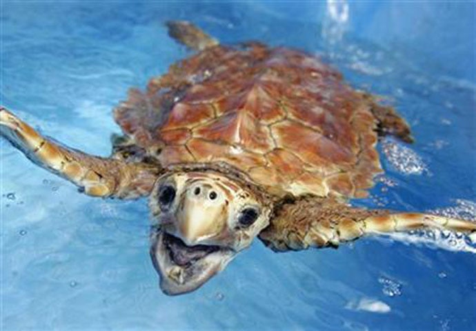 marine turtles with plastic rings around their neck, or their nose. Photo: Reuters/File