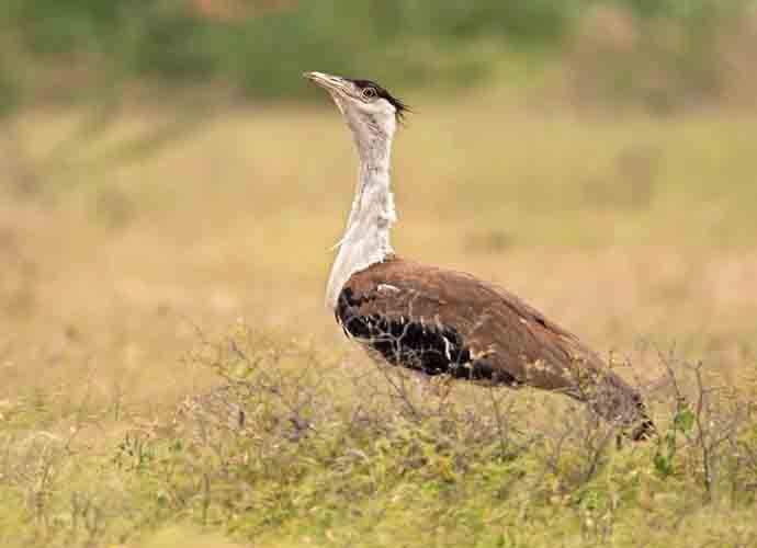 bustard-690_081418024106.jpg bustard-690_081418024106.jpg