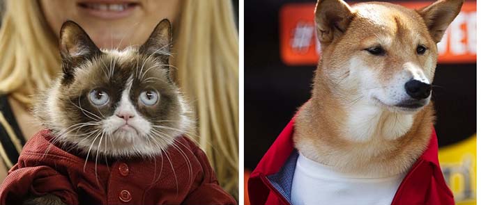 Catty colleagues and bitchy bosses: Even animals otherwise considered cute somehow turn pejorative when used in the context of women. Catty colleagues and bitchy bosses: Even animals otherwise considered cute somehow turn pejorative when used in the context of women.