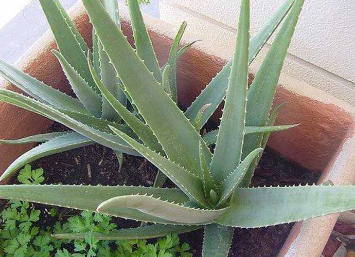 aloe-690_101718035949.jpg aloe-690_101718035949.jpg