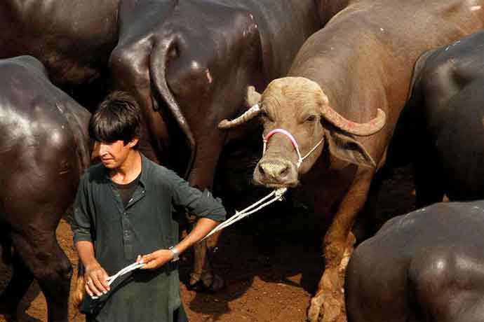 Pakistan has tried to meet its national debt by selling such resources. Pakistan has tried to meet its national debt by selling such resources.