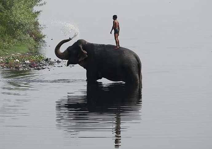 elephant-690_111918063442.jpg elephant-690_111918063442.jpg