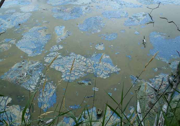 green-algae-690_111918064148.jpg green-algae-690_111918064148.jpg