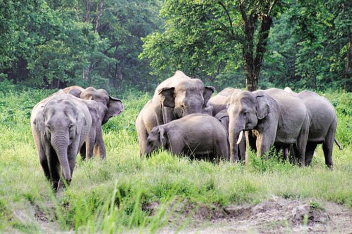 main_elephant-herd_122618065544.jpg