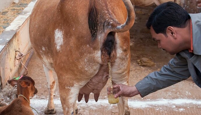 main_cow-urine_youtu_022019063214.jpg