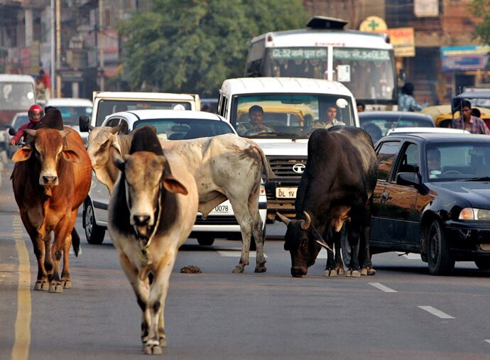 main_cows-on-road_re_022019062524.jpg