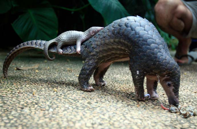 main_pangolin_020419053106.jpg