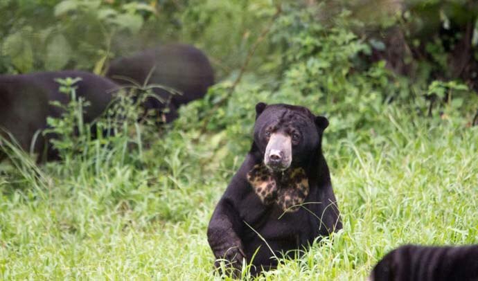 main_malayan_sunbear_041519080459.jpg