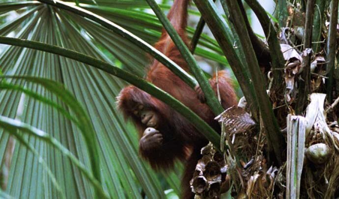 main_pasaran_orangut_041519080400.jpg