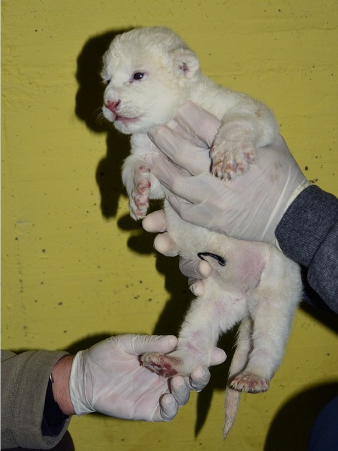 white lion babies