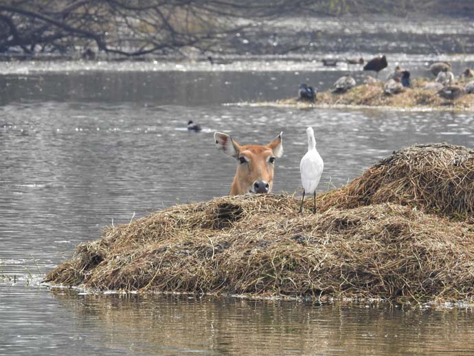 main_nilgai-water-su_062919042800.jpg