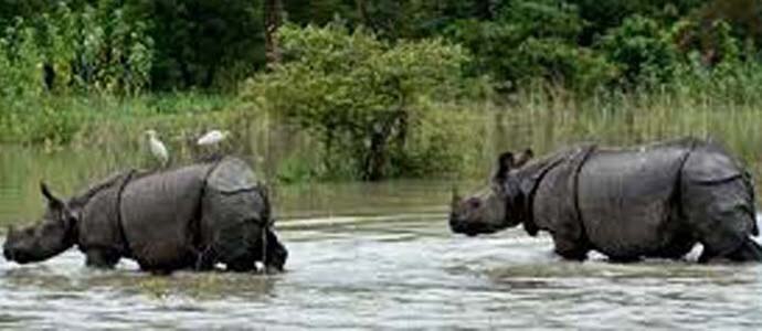 kaziranga-india-toda_071919072822.jpg
