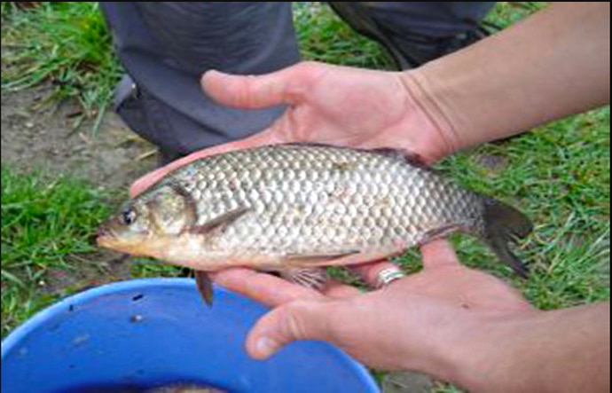 pigfish-real-body_072919040735.png