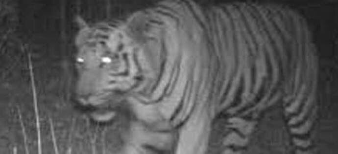 tiger1-india-today-i_071919072718.jpg