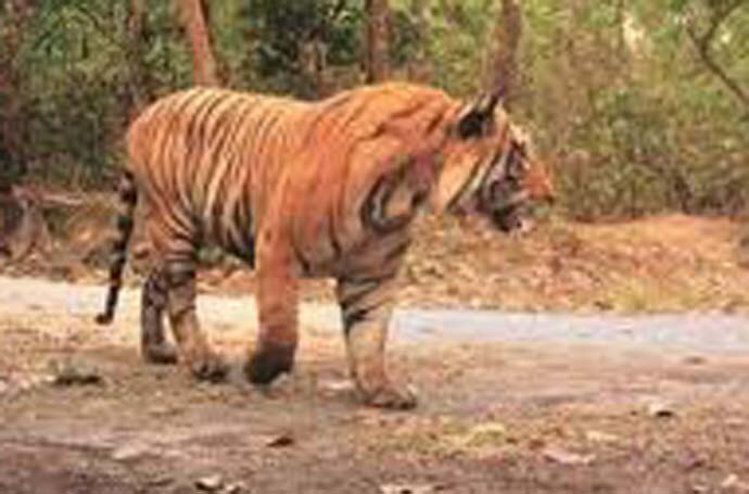 tiger6-aajtak-inside_071919072621.jpg
