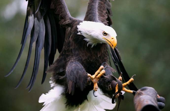 main_bald-eagle_reut_081919062202.jpg main_bald-eagle_reut_081919062202.jpg