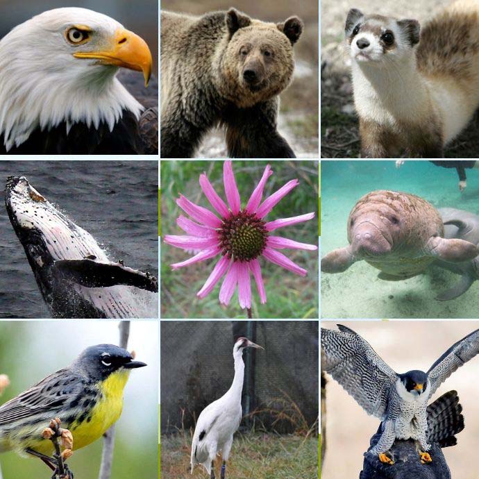 main_us-esa-protecte_081919061913.jpg main_us-esa-protecte_081919061913.jpg