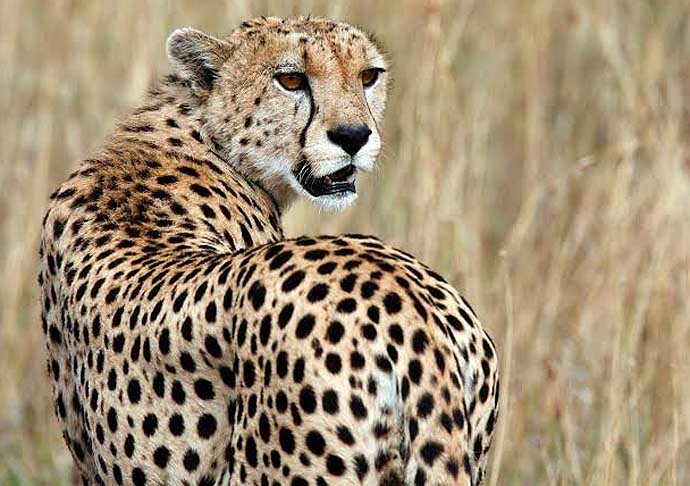 cheetah-690_020320042705.jpg cheetah-690_020320042705.jpg