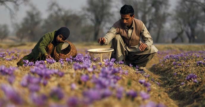 main_kashmir-saffron_050520111258.jpg