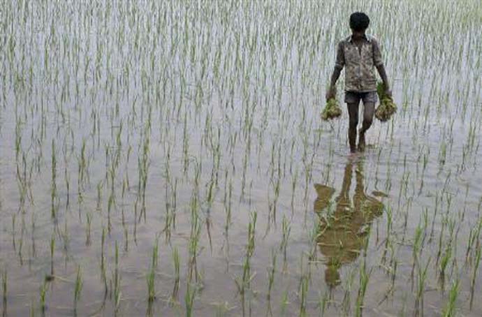 main_rice-fields1_re_051320125409.jpg