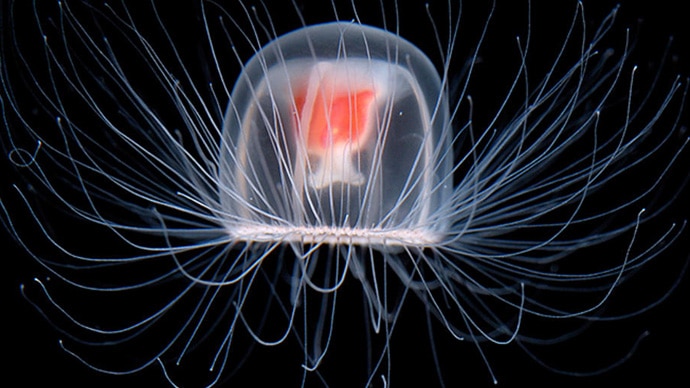 jellyfish_030321045026.jpg