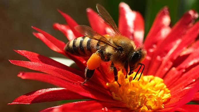 main_honeybees_getty_052021063056.jpg main_honeybees_getty_052021063056.jpg