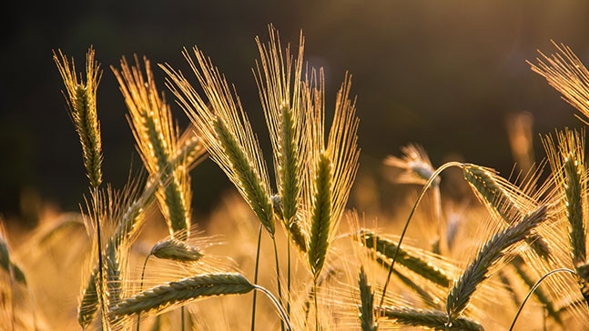Wheat prices are going through the roof. Photo: Getty Images