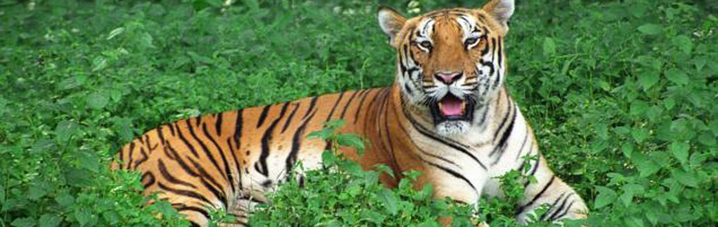 Tigers will only survive if we give them space Tigers will only survive if we give them space