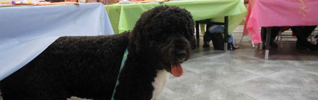 Open letter to Obama's dog, world's most important pet