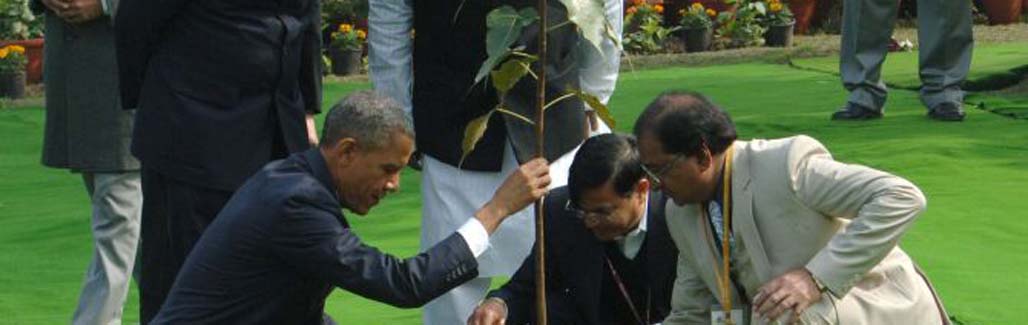 Eats, shoots & leaves: Tree Obama planted is not dead, it just looks dead?