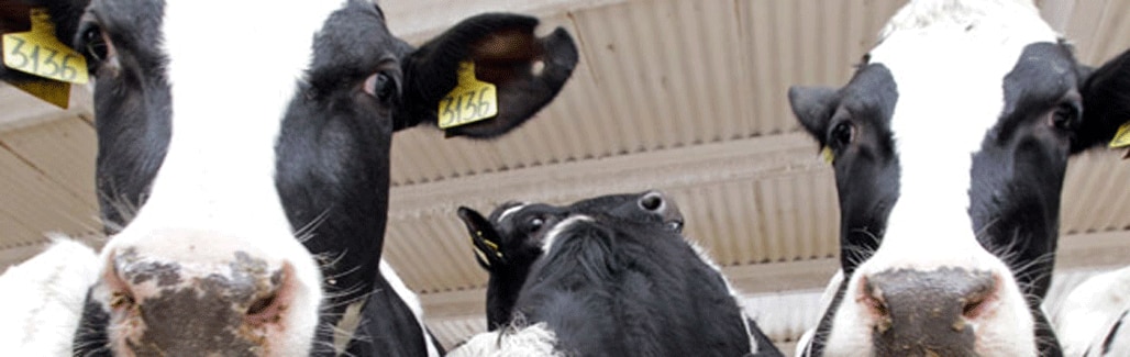 Beef ban: Prohibiting cow slaughter is just a load of bull Beef ban: Prohibiting cow slaughter is just a load of bull