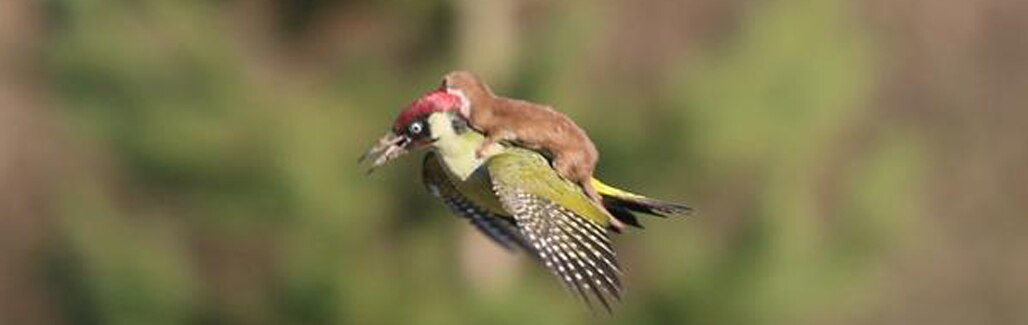 Image of a baby weasel riding on a woodpecker goes viral