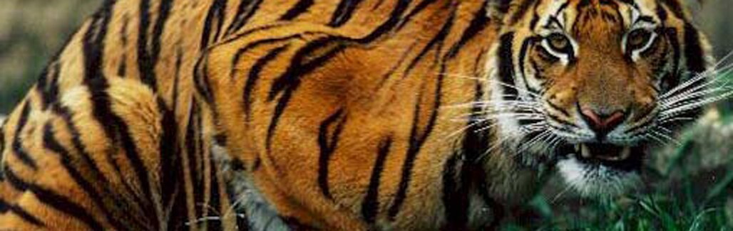 Do you know the tiger came to Delhi for a special purpose? Do you know the tiger came to Delhi for a special purpose?