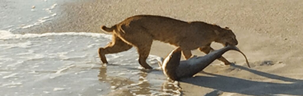 Image of the day: Bobcat drags shark out of the sea