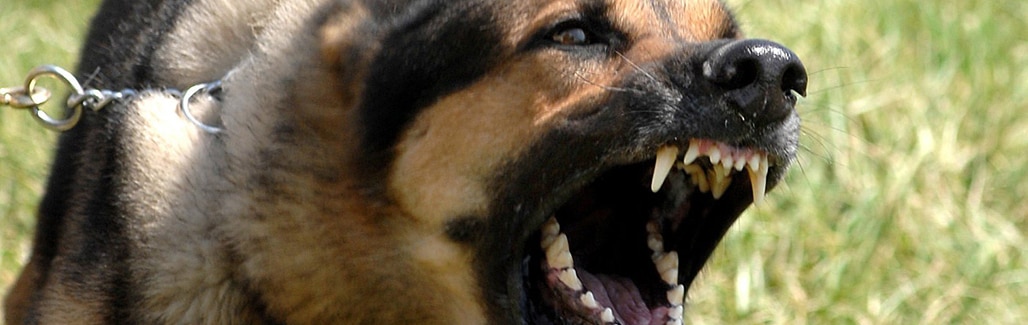 Modi, tweet and German Shepherd