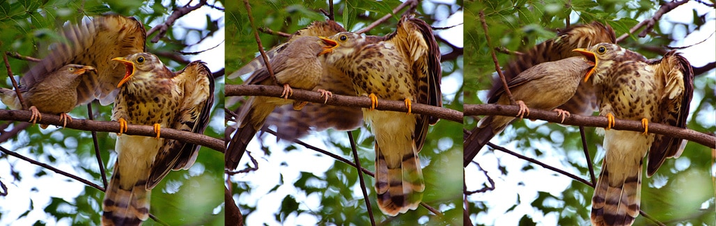 What a jungle babbler feeding a juvenile hawk cuckoo can teach you about life