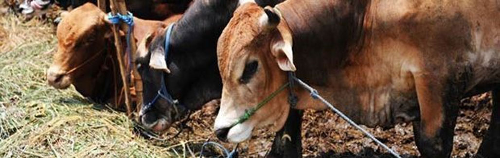 Why I oppose #BeefBan. Though I don't encourage eating beef Why I oppose #BeefBan. Though I don't encourage eating beef